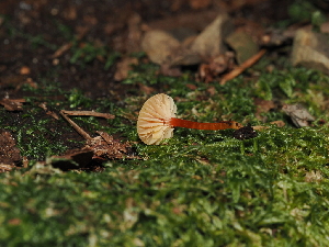  ( - FDS-CA-03377)  @11 [ ] by (2024) Justin Paulin Fungal Diversity Survey