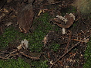  ( - FDS-CA-03376)  @11 [ ] by (2024) Justin Paulin Fungal Diversity Survey