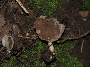  ( - FDS-CA-03376)  @11 [ ] by (2024) Justin Paulin Fungal Diversity Survey