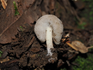  ( - FDS-CA-03376)  @11 [ ] by (2024) Justin Paulin Fungal Diversity Survey