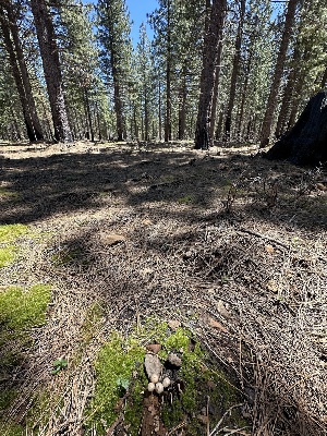  ( - FDS-CA-00130)  @11 [ ] by-nc (2024) Taye Bright Fungal Diversity Survey
