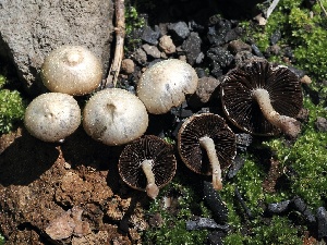  ( - FDS-CA-00130)  @11 [ ] by-nc (2024) Taye Bright Fungal Diversity Survey