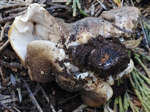 ( - FDS-CA-00136)  @11 [ ] by-nc (2024) Taye Bright Fungal Diversity Survey
