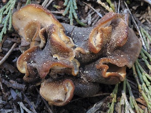  ( - FDS-CA-00136)  @11 [ ] by-nc (2024) Taye Bright Fungal Diversity Survey