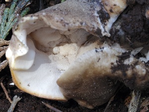  ( - FDS-CA-00136)  @11 [ ] by-nc (2024) Taye Bright Fungal Diversity Survey