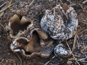  ( - FDS-CA-00139)  @11 [ ] by-nc (2024) Taye Bright Fungal Diversity Survey