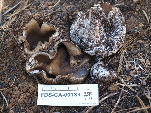  ( - FDS-CA-00139)  @11 [ ] by-nc (2024) Taye Bright Fungal Diversity Survey