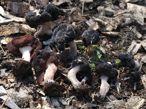  ( - FDS-CA-00133)  @11 [ ] by-nc (2024) Taye Bright Fungal Diversity Survey