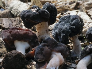  ( - FDS-CA-00133)  @11 [ ] by-nc (2024) Taye Bright Fungal Diversity Survey