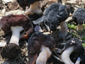 ( - FDS-CA-00133)  @11 [ ] by-nc (2024) Taye Bright Fungal Diversity Survey