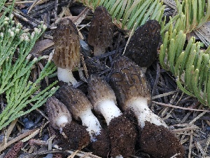  ( - FDS-CA-00140)  @11 [ ] by-nc (2024) Taye Bright Fungal Diversity Survey