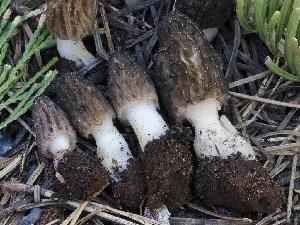  ( - FDS-CA-00140)  @11 [ ] by-nc (2024) Taye Bright Fungal Diversity Survey