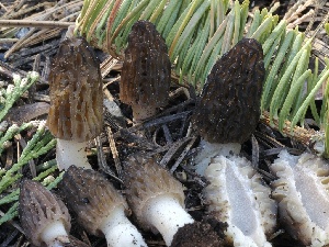 ( - FDS-CA-00140)  @11 [ ] by-nc (2024) Taye Bright Fungal Diversity Survey