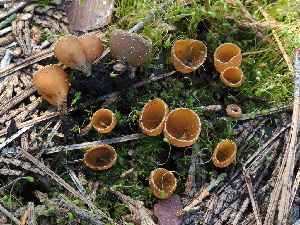  ( - FDS-CA-00141)  @11 [ ] by-nc (2024) Taye Bright Fungal Diversity Survey
