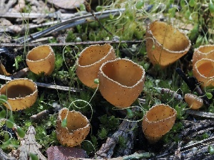  ( - FDS-CA-00141)  @11 [ ] by-nc (2024) Taye Bright Fungal Diversity Survey