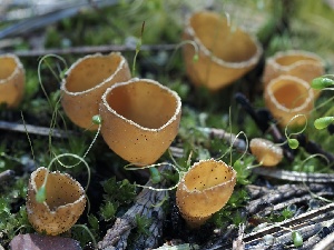  ( - FDS-CA-00141)  @11 [ ] by-nc (2024) Taye Bright Fungal Diversity Survey