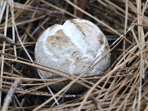  ( - FDS-CA-00142)  @11 [ ] by-nc (2024) Taye Bright Fungal Diversity Survey