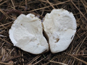  ( - FDS-CA-00142)  @11 [ ] by-nc (2024) Taye Bright Fungal Diversity Survey