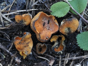  ( - FDS-CA-00143)  @11 [ ] by-nc (2024) Taye Bright Fungal Diversity Survey