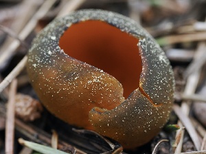  ( - FDS-CA-00143)  @11 [ ] by-nc (2024) Taye Bright Fungal Diversity Survey