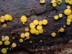  ( - FDS-CA-02248)  @11 [ ] by (2024) Mandy Hackney Fungal Diversity Survey