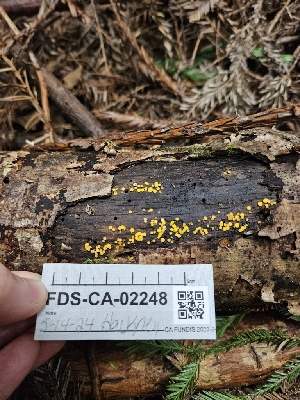  ( - FDS-CA-02248)  @11 [ ] by (2024) Mandy Hackney Fungal Diversity Survey