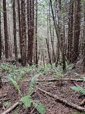  ( - FDS-CA-02248)  @11 [ ] by (2024) Mandy Hackney Fungal Diversity Survey