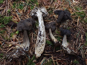  ( - FDS-CA-02205)  @11 [ ] by (2024) Mandy Hackney Fungal Diversity Survey