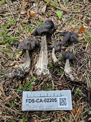  ( - FDS-CA-02205)  @11 [ ] by (2024) Mandy Hackney Fungal Diversity Survey