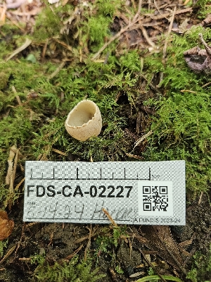  ( - FDS-CA-02227)  @11 [ ] by (2024) Mandy Hackney Fungal Diversity Survey