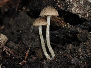  ( - FDS-CA-03365)  @11 [ ] by (2024) Justin Paulin Fungal Diversity Survey