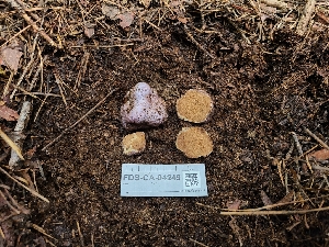  (Cortinarius sp. lilacinoides-CA01 - FDS-CA-04249)  @11 [ ] by-nc (2024) Fresno Mycology Society Fungal Diversity Survey