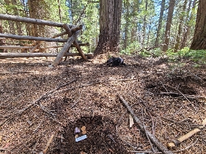  ( - FDS-CA-04249)  @11 [ ] by-nc (2024) Fresno Mycology Society Fungal Diversity Survey