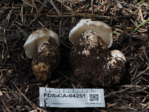  ( - FDS-CA-04251)  @11 [ ] by-nc (2024) Fresno Mycology Society Fungal Diversity Survey