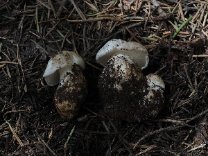  ( - FDS-CA-04251)  @11 [ ] by-nc (2024) Fresno Mycology Society Fungal Diversity Survey
