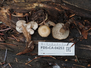  ( - FDS-CA-04253)  @11 [ ] by-nc (2024) Fresno Mycology Society Fungal Diversity Survey
