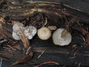  ( - FDS-CA-04253)  @11 [ ] by-nc (2024) Fresno Mycology Society Fungal Diversity Survey