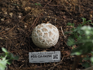  ( - FDS-CA-04254)  @11 [ ] by-nc (2024) Fresno Mycology Society Fungal Diversity Survey