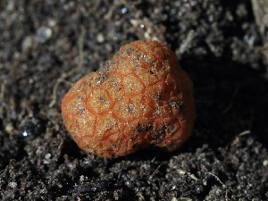  ( - FDS-CA-00145)  @11 [ ] by-nc (2024) Taye Bright Fungal Diversity Survey