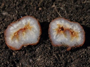  (Pachyphlodes sp. carnea-CA01 - FDS-CA-00145)  @11 [ ] by-nc (2024) Taye Bright Fungal Diversity Survey