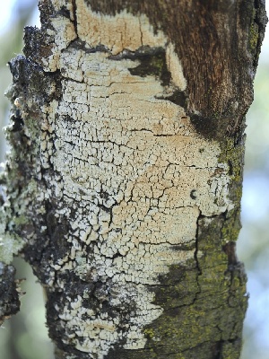  (Schizoporaceae - FDS-CA-00146)  @11 [ ] by-nc (2024) Taye Bright Fungal Diversity Survey