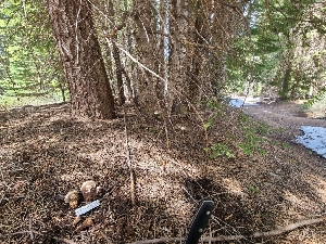  ( - FDS-CA-04251)  @11 [ ] by-nc (2024) Fresno Mycology Society Fungal Diversity Survey