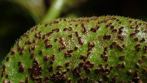  (Puccinia vincae - FDS-CA-02597)  @11 [ ] by-nc (2024) Sadie Hickey Fungal Diversity Survey