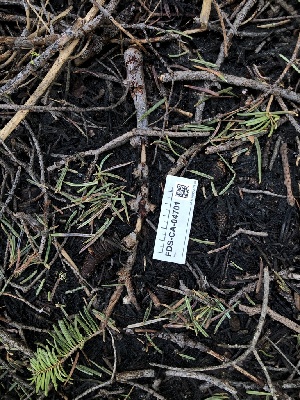  ( - FDS-CA-04701)  @11 [ ] by (2024) Justin Paulin Fungal Diversity Survey