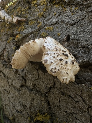  ( - FDS-CA-01675)  @11 [ ] c (2024) Rudy Diaz Fungal Diversity Survey