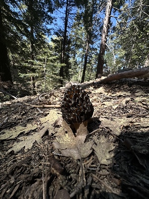  ( - FDS-CA-01660)  @11 [ ] c (2024) Rudy Diaz Fungal Diversity Survey