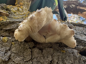  ( - FDS-CA-01675)  @11 [ ] c (2024) Rudy Diaz Fungal Diversity Survey
