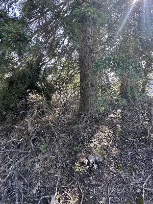  ( - FDS-CA-00154)  @11 [ ] by-nc (2024) Taye Bright Fungal Diversity Survey