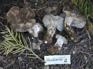  ( - FDS-CA-00154)  @11 [ ] by-nc (2024) Taye Bright Fungal Diversity Survey
