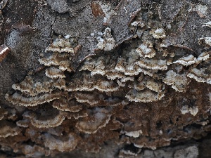 (Trichaptum abietinum - FDS-CA-00155)  @11 [ ] by-nc (2024) Taye Bright Fungal Diversity Survey